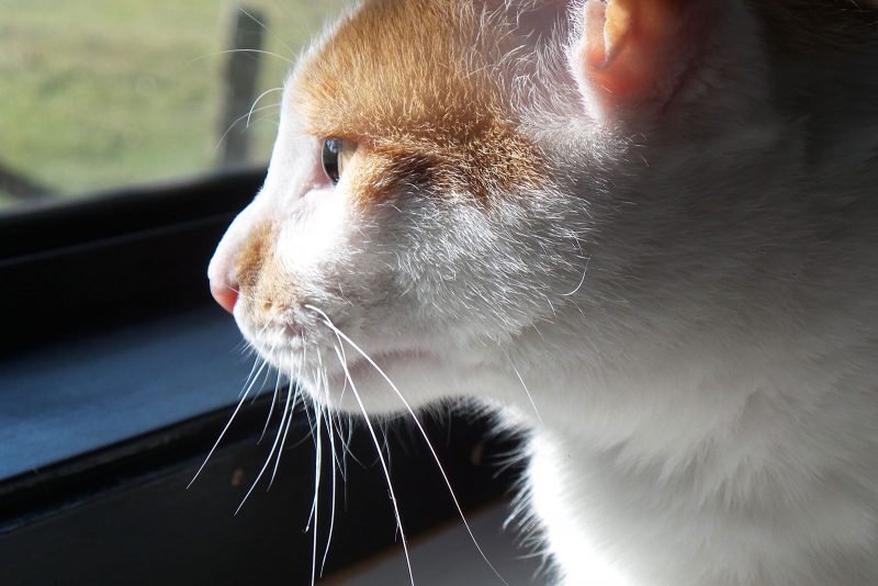 snug-cats-kempsey-cattery-15