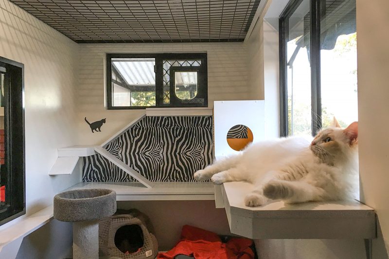 snug-cats-kempsey-cattery-17
