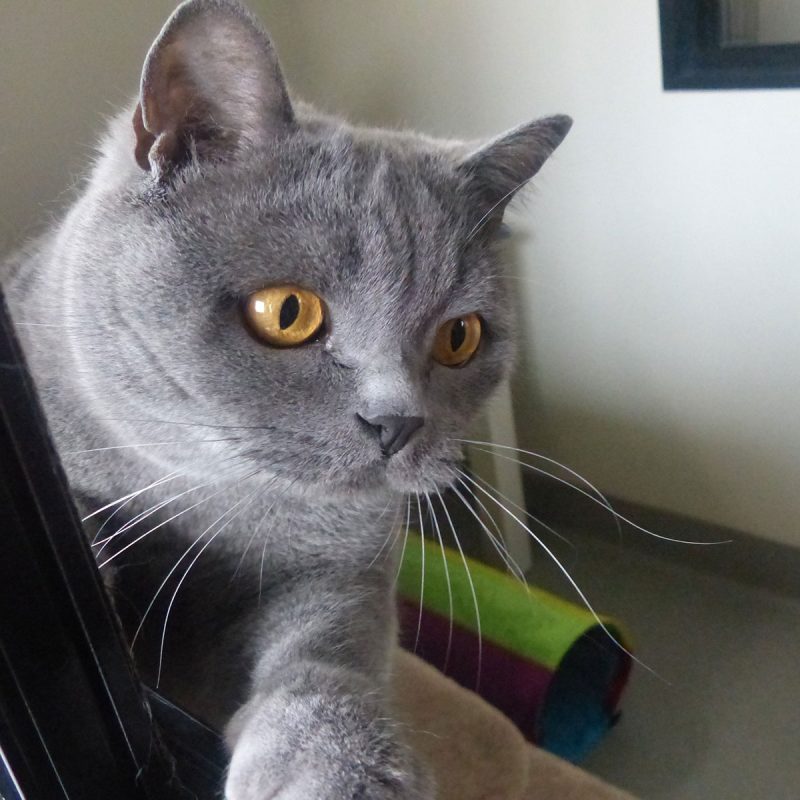 snug-cats-kempsey-cattery-18
