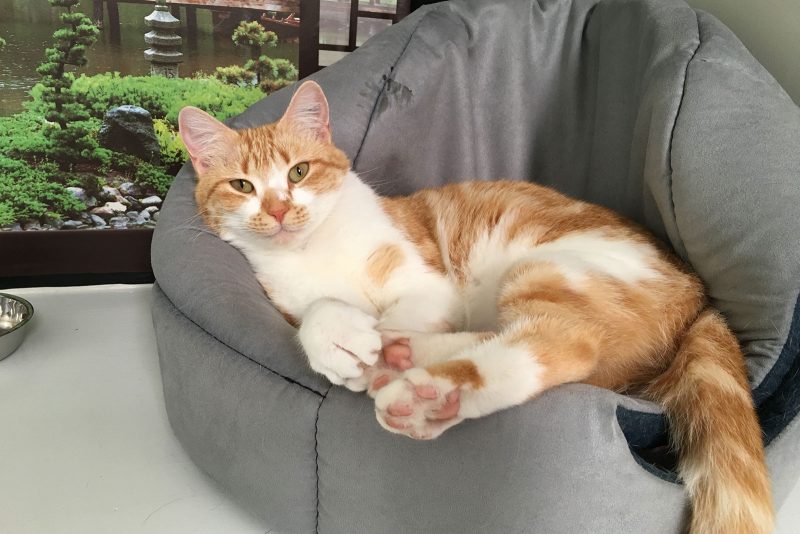 snug-cats-kempsey-cattery-7