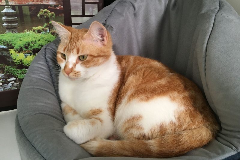 snug-cats-kempsey-cattery-8