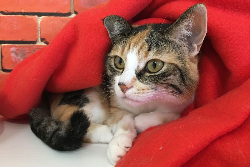snug-cats-kempsey-cattery-9