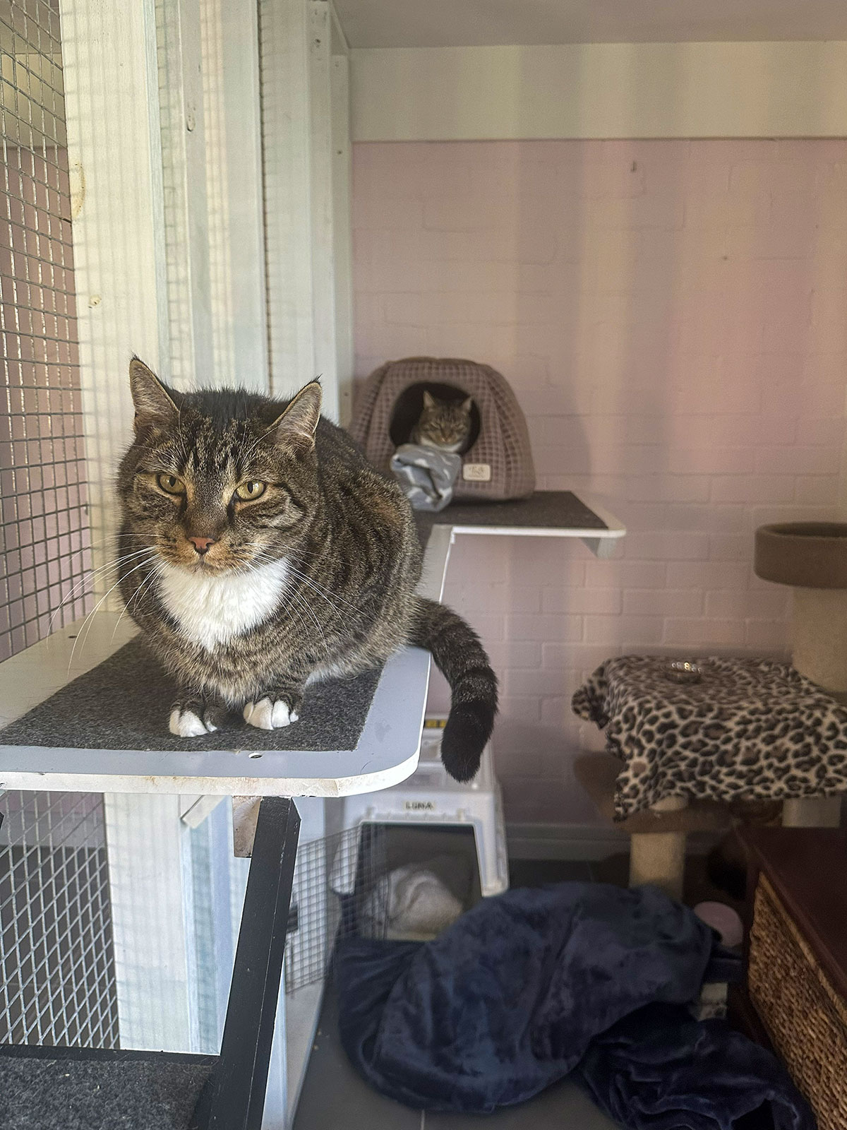 Snug Cats Cottage