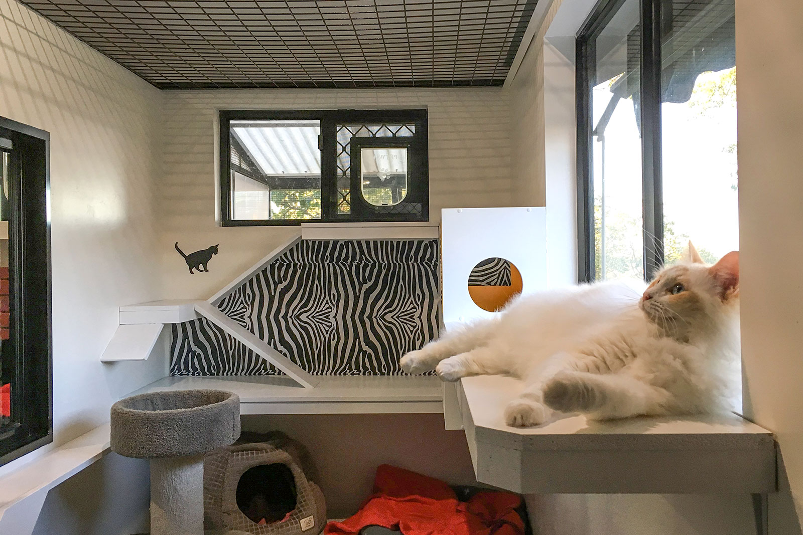 snug-cats-kempsey-cattery-17
